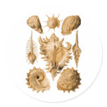 Prosobranchia stickers