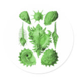 Prosobranchia Round Stickers