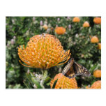 Protea Bee & Butterfly Post Cards