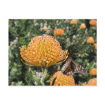 Protea Bee & Butterfly Post Cards