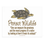Protect Sea Turtles Post Cards