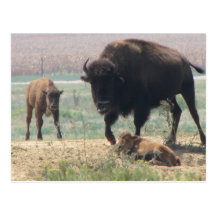 Protective Mama Post Cards