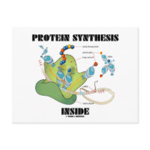 Protein Synthesis Inside (Cell Biology)