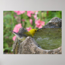 Prothonotary Bath II Poster