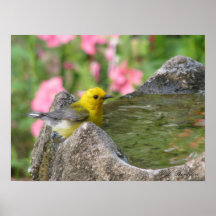 Prothonotary Bath III Posters
