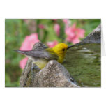 Prothonotary Bath-time Card