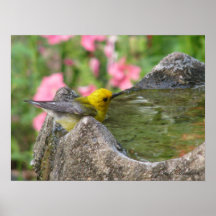 Prothonotary Bath-time Posters