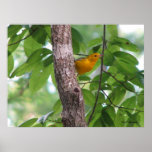 Prothonotary in Sourwood Poster