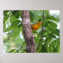 Prothonotary in Sourwood Poster