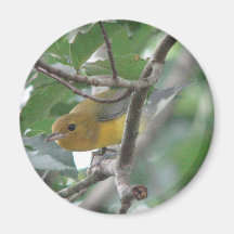 Prothonotary Magnet