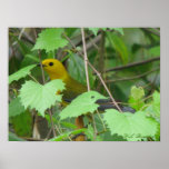 Prothonotary Peeking Posters