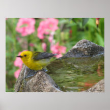 Prothonotary Post Bath Posters