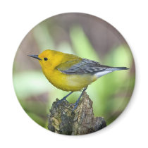 Prothonotary Warbler Magnet