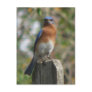 Proud Bluebird Postcard