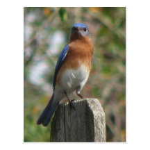 Proud Bluebird Postcard