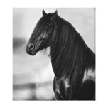 Proud Friesian black stallion Canvas Print
