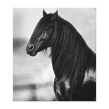 Proud Friesian black stallion Canvas Print