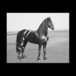 Proud Friesian black stallion canvas prints
