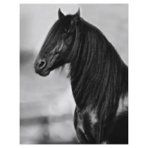 Proud Friesian black stallion horse Flyer
