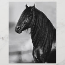 Proud Friesian black stallion horse Flyer