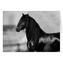 Proud Friesian black stallion horse Greeting Cards
