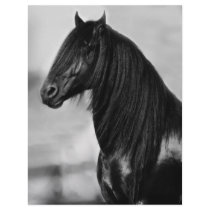 Proud Friesian black stallion horse Customized Letterhead