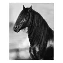 Proud Friesian black stallion horse Customized Letterhead