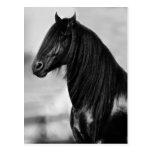 Proud Friesian black stallion horse Postcard