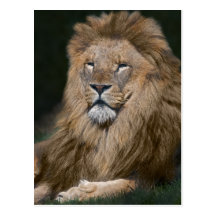 Proud Lion Postcard