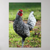 "Proud Little Rooster" Posters
