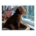 Proud Poodle - Missing You - Postcard