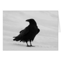 Proud Raven Cards