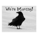 Proud Raven Post Cards