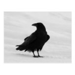 Proud Raven Postcards
