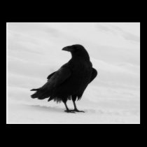 Proud Raven postcards