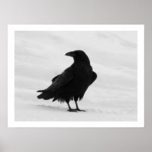 Proud Raven Print