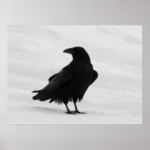 Proud Raven Print