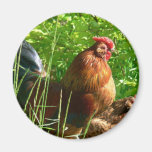 Proud Rooster Chicken Bird Fridge Magnet