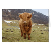 Proud to be Scottish! Greeting Cards