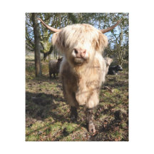 Proud to be Scottish! Stretched Canvas Print