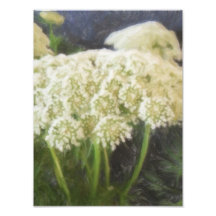 Prudence Photograph