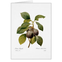Prune Carte De Vœux