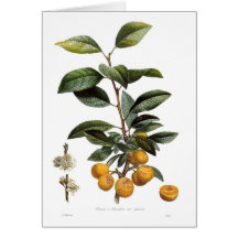 Prune de mirabelle (syriaca de variétés de domesti carte de vœux