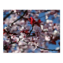 prune Pourpre-leaved Carte Postale