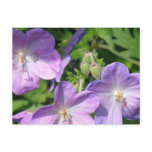 Pruning Geraniums Postcard