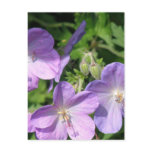 Pruning Geraniums Postcard