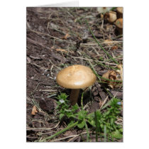 Psalm 51:10 Mushroom Card
