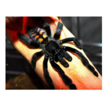 Psalmopoeus irminia post card