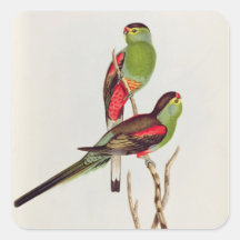 Psephotus Pulcherrimus Square Stickers