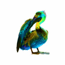 Psychadelic Young Pelican Cleaning Photo Cutouts